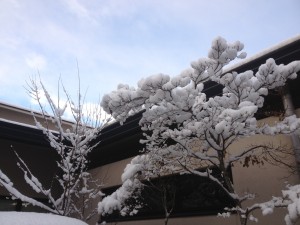 写真(11)木雪