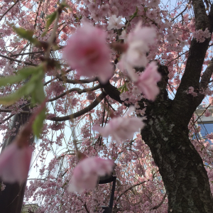 １桜