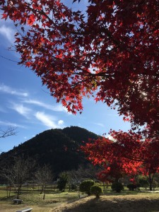 もみじの日光浴 栄養渡邉