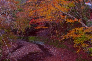 移ろいゆく川辺の情景　博デイ深井